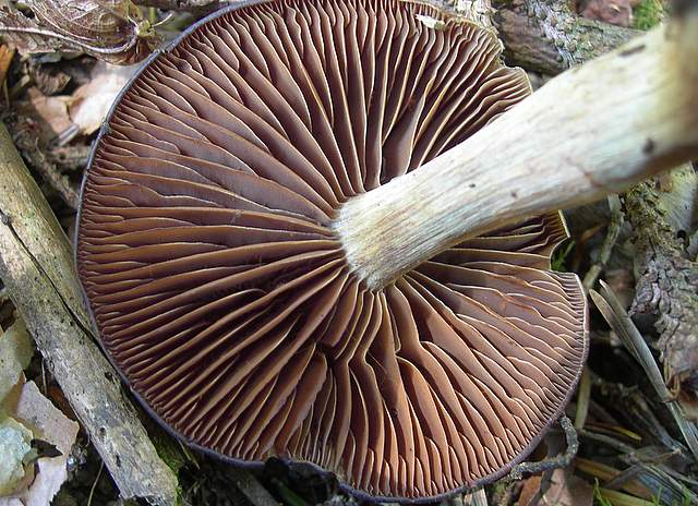 Cortinarius spec. Cod.:2899-07